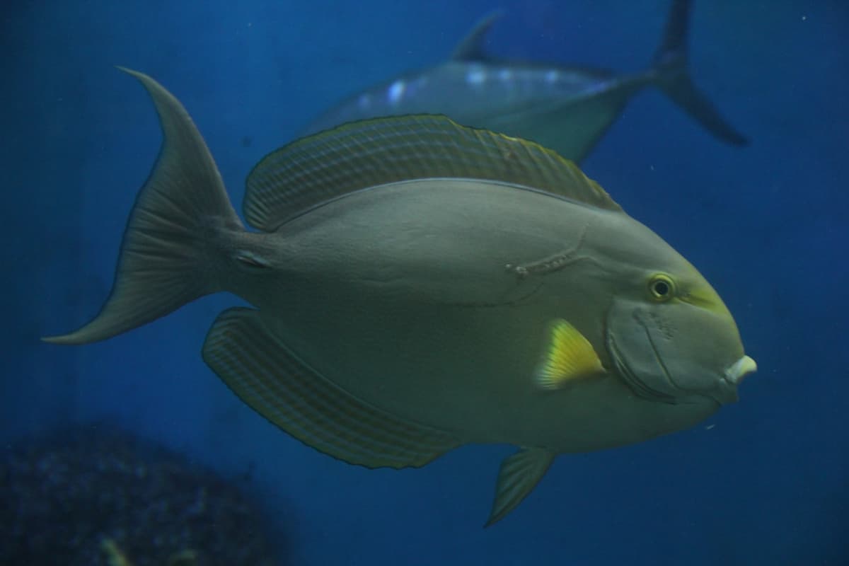 Underwater World Langkawi Ticket