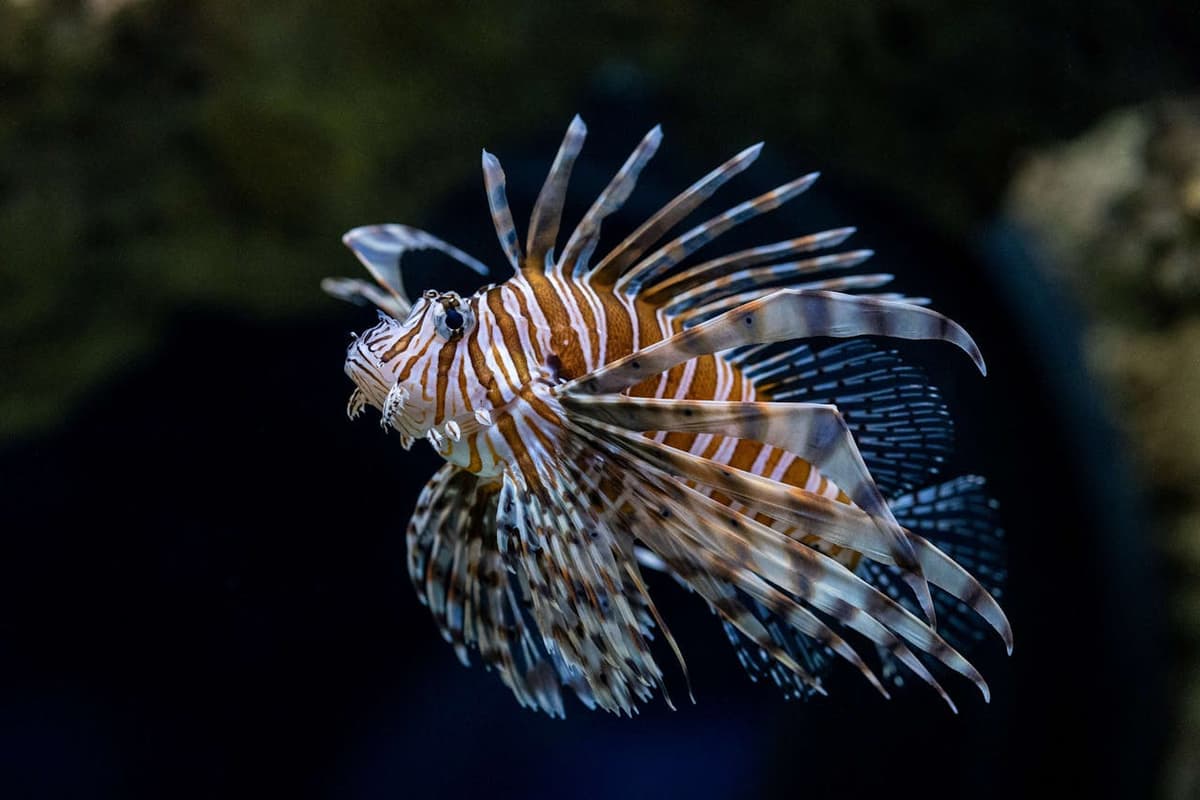 Seattle Aquarium Ticket