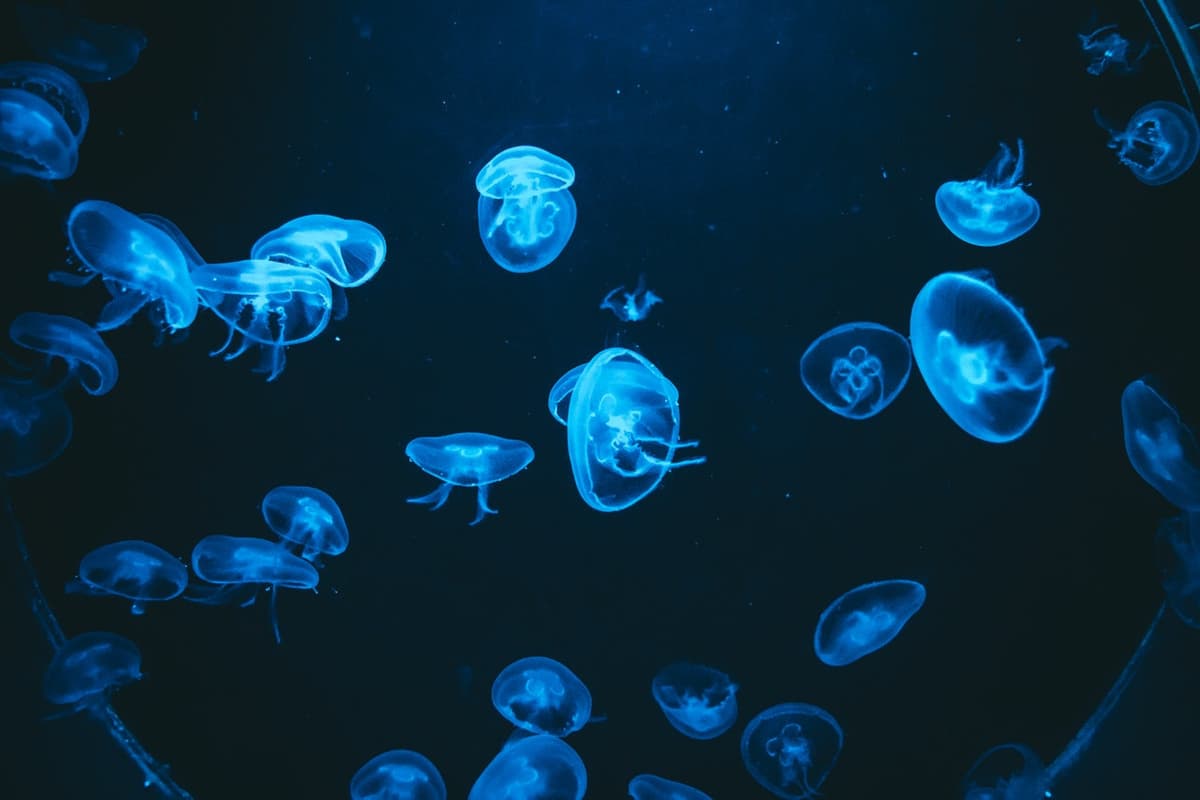 Barcelona Aquarium Ticket