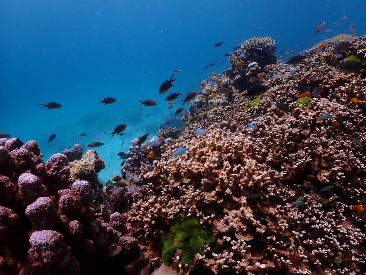 Raya Noi, Raya Yai, and Maiton Island Snorkelling Tour from Phuket