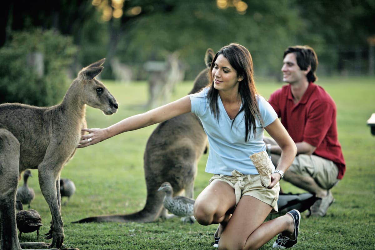 Lone Pine Koala Sanctuary Entry Ticket with Cruise