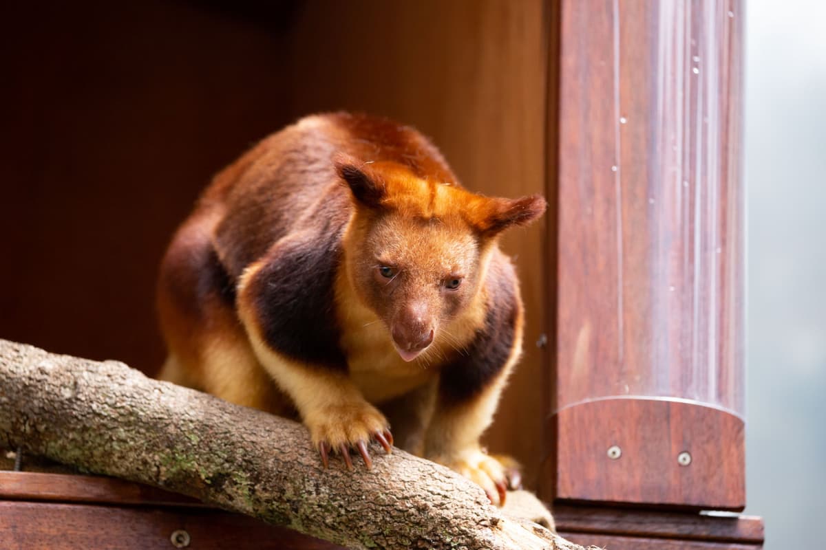 WILD LIFE Sydney Zoo Direct Entry Ticket
