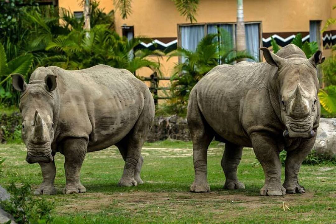 Bali Safari Park Ticket