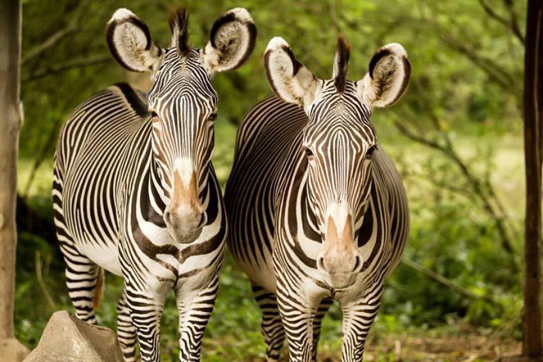 Bali Safari Park Ticket