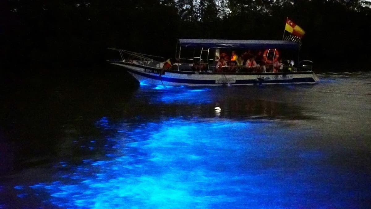 Blue Tears Boat Cruise in Kuala Selangor