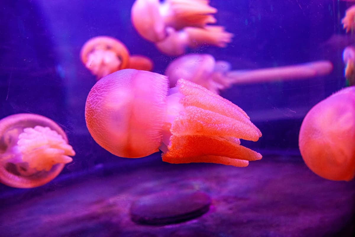 SEA LIFE Sydney Aquarium Direct Entry Ticket
