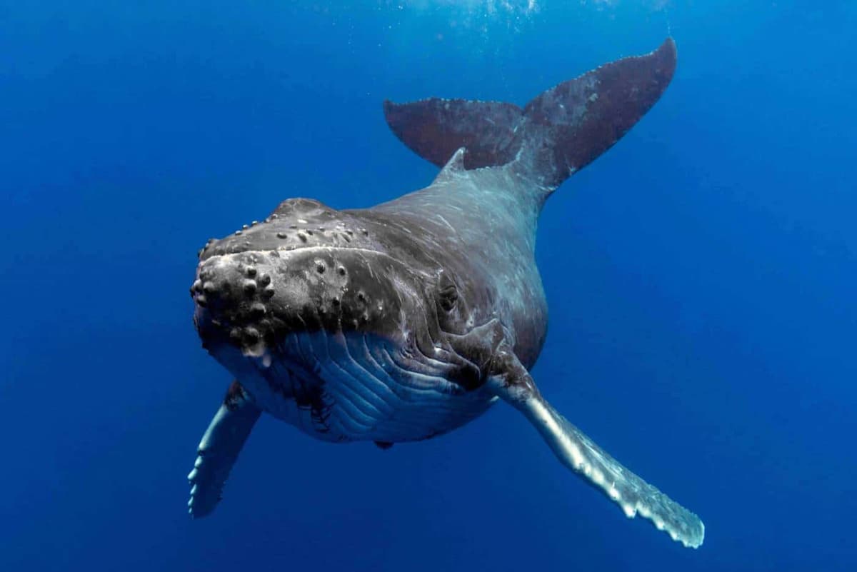 Gold Coast Whale Watching Cruise aboard Sea World Cruises