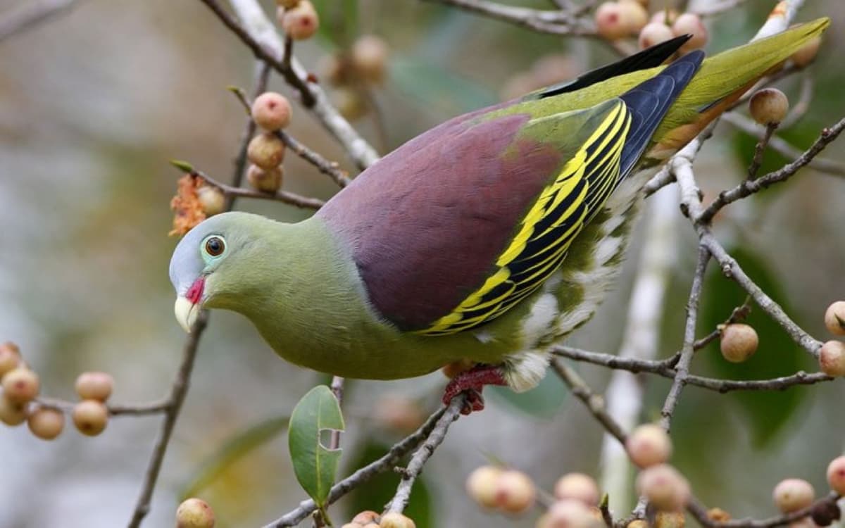Desaru Coast Birdwatching Experience
