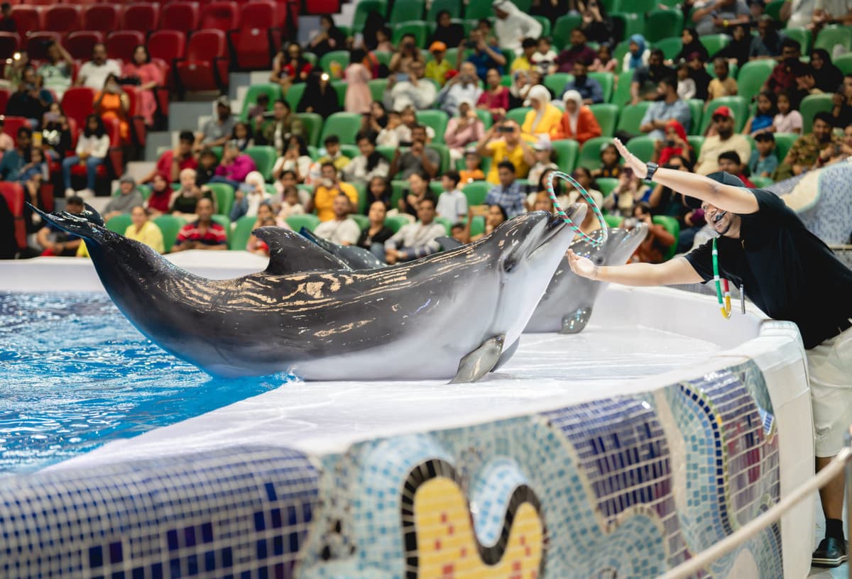 Dubai Dolphinarium Ticket