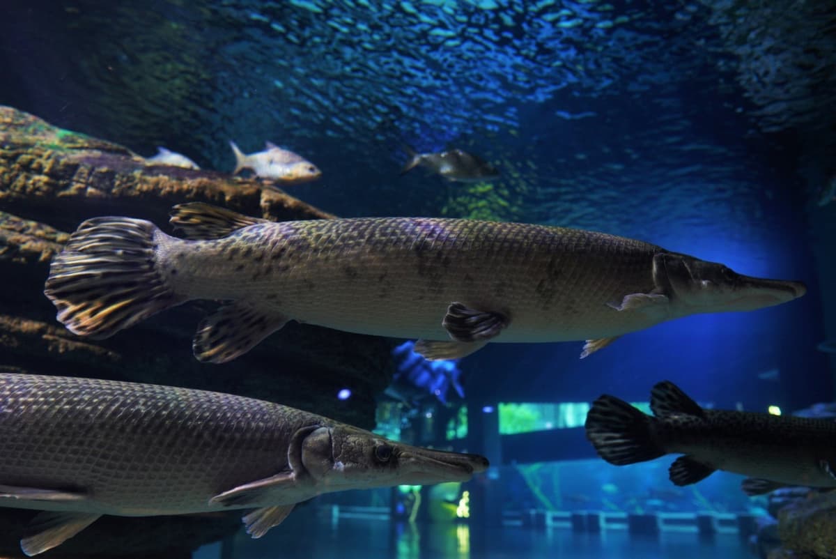 Aquaria Phuket