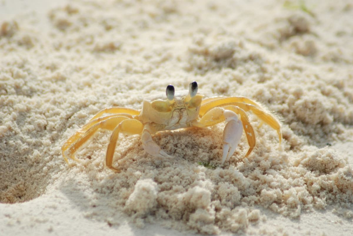 Gold Coast Crab Catching Cruise