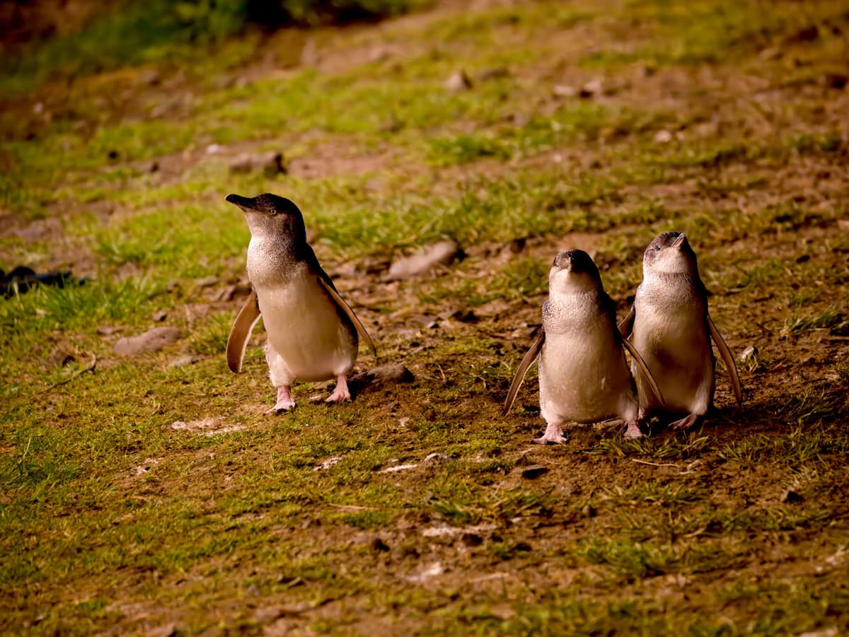 Phillip Island Nature Parks - Penguin Parade Ticket