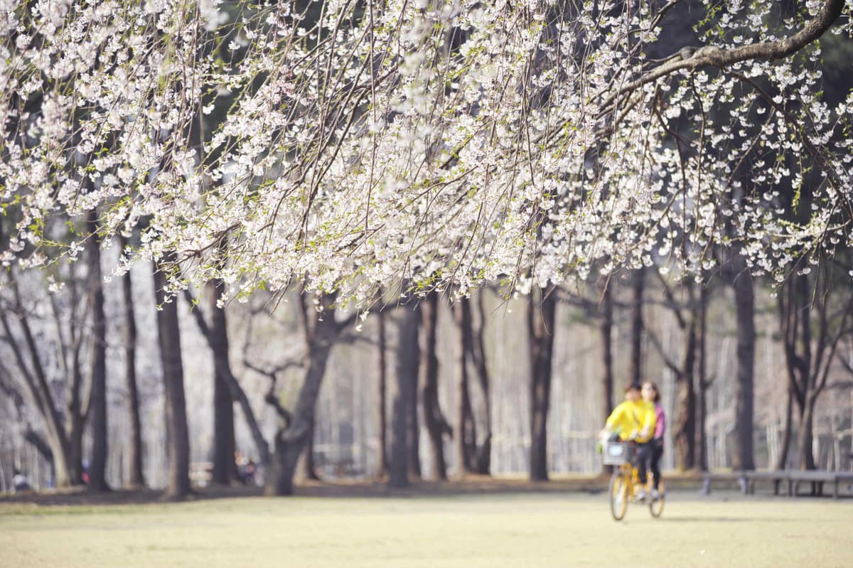 Nami Island Shuttle Bus Transfers from Seoul