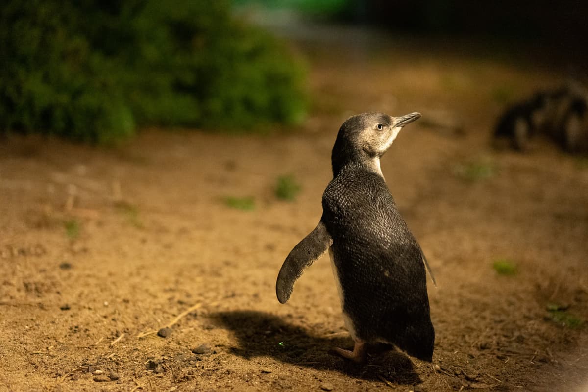 Phillip Island Nature Parks - Penguin Parade Ticket