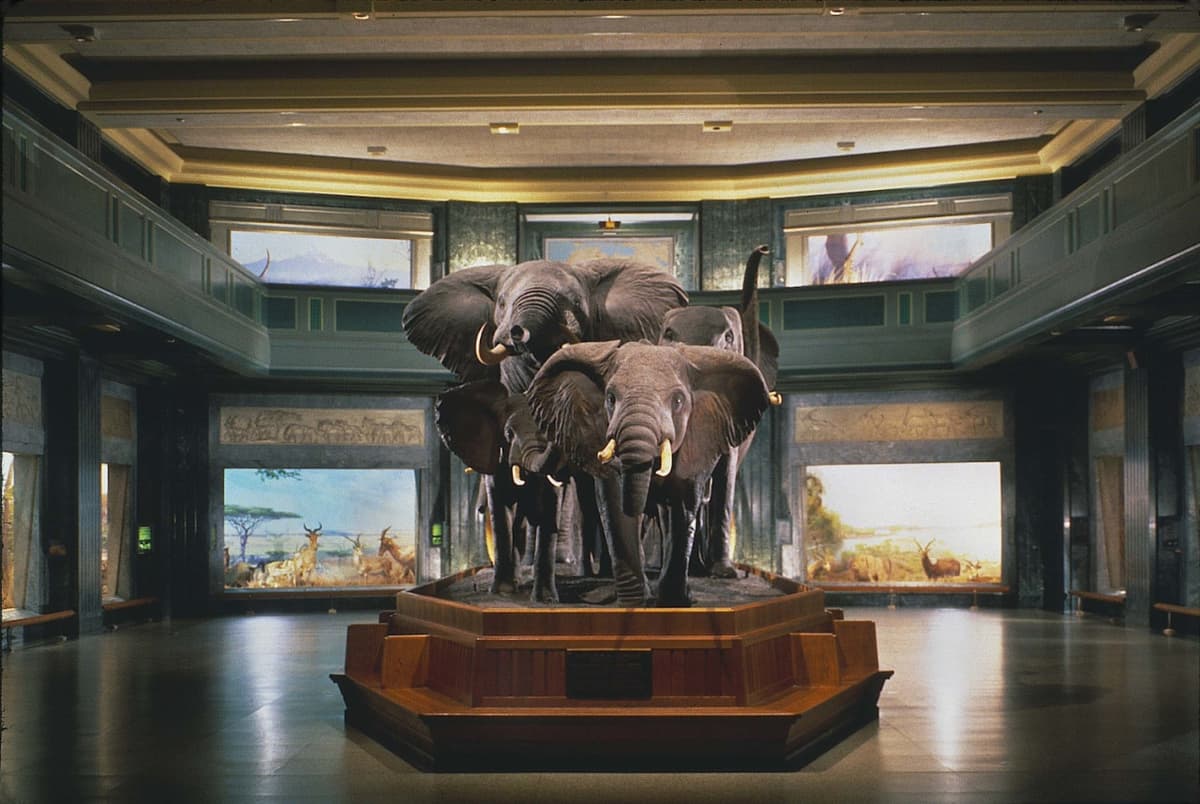 COMBO: American Museum of Natural History + The Museum of Modern Art (MoMA) Tickets