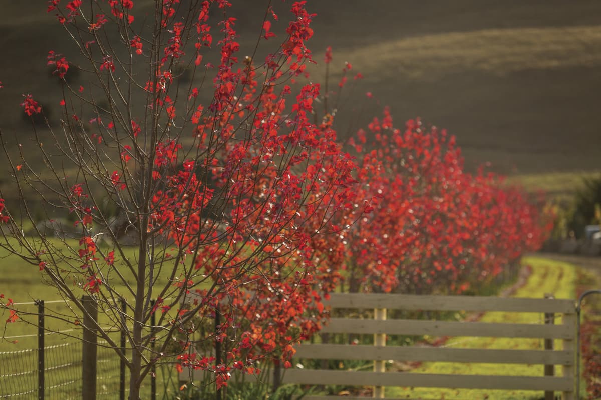 Huon Valley Tour