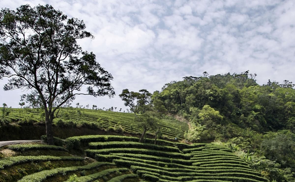 Thousand Island Lake and Pinglin Tea Plantation Tour