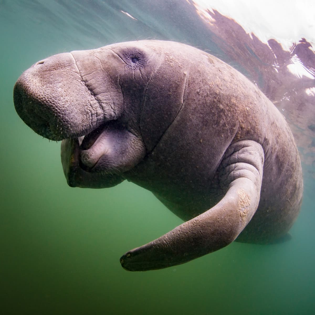 Florida Nature Coast Tour: Crystal River with Manatees Snorkelling, Homosassa State Park