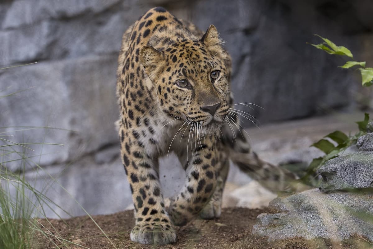 San Diego Zoo