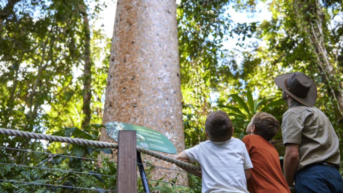 Skyrail Rainforest Cableway with Optional Kuranda Scenic Train Ticket and Hotel Pick-Up