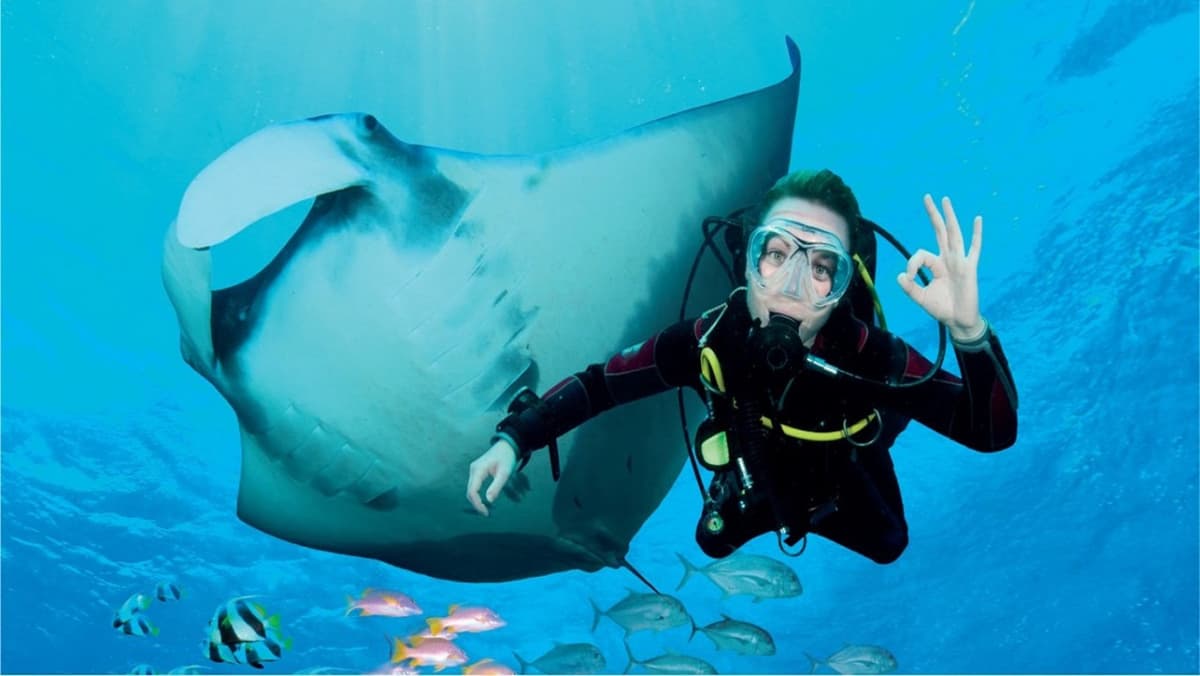 Ultimate Marine Life Experience at Adventure Cove Waterpark