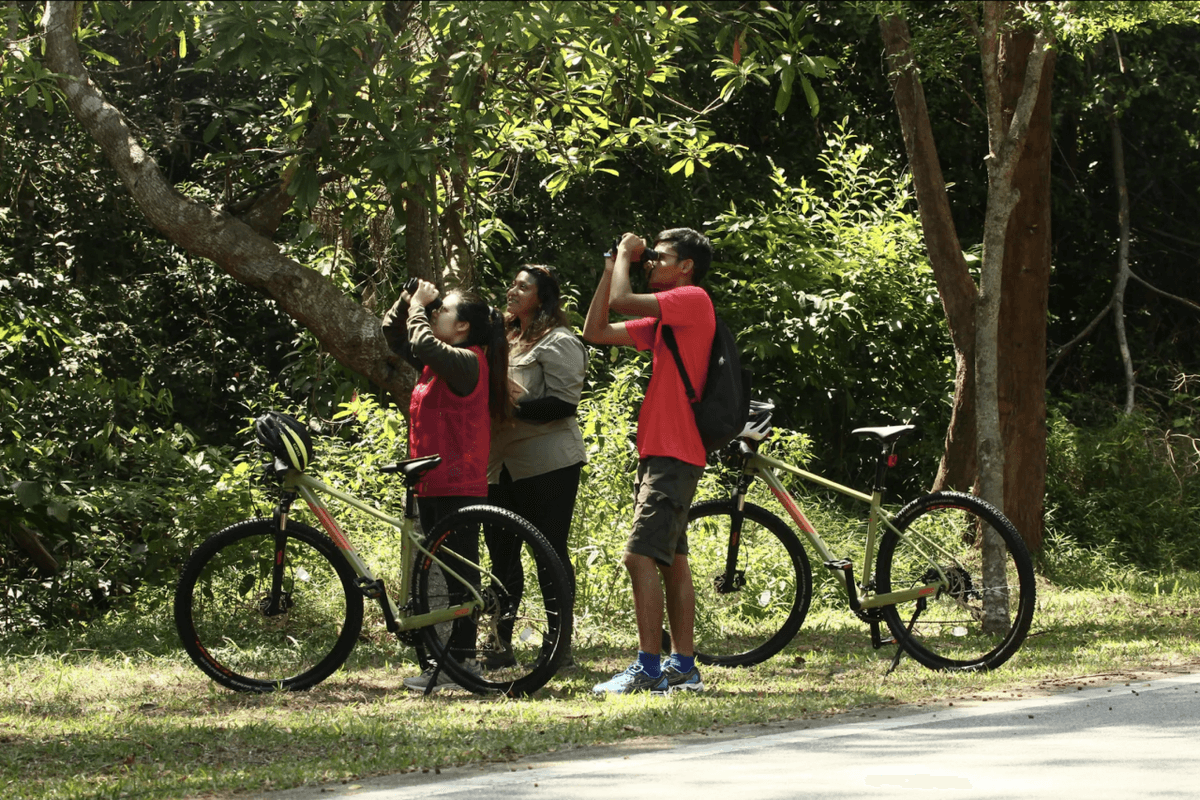 Desaru Coast Birdwatching Experience
