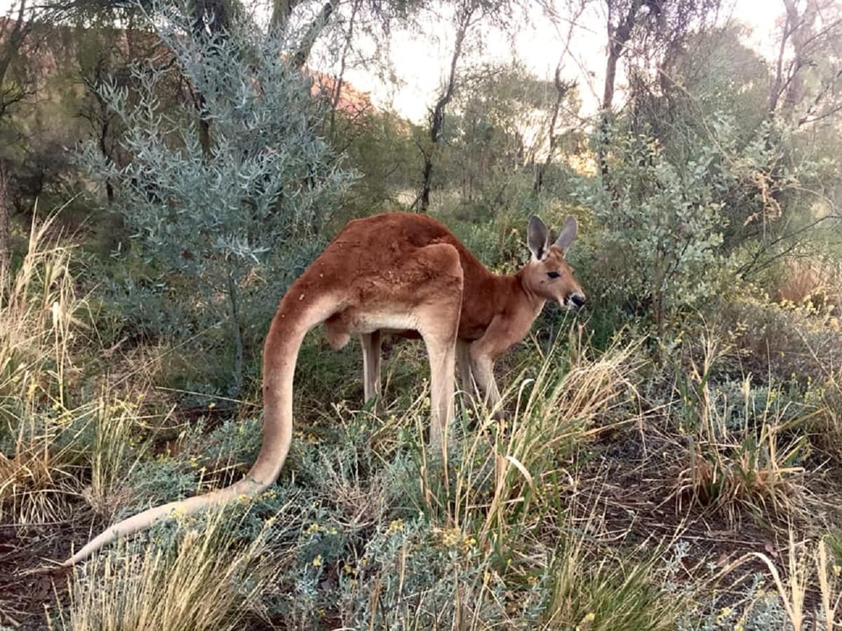 Alice Springs Desert Park