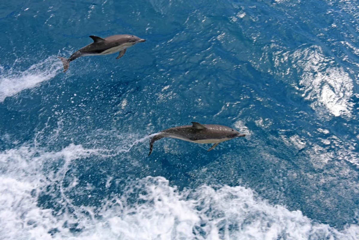 Wilsons Promontory Whale Watching Sightseeing Cruise