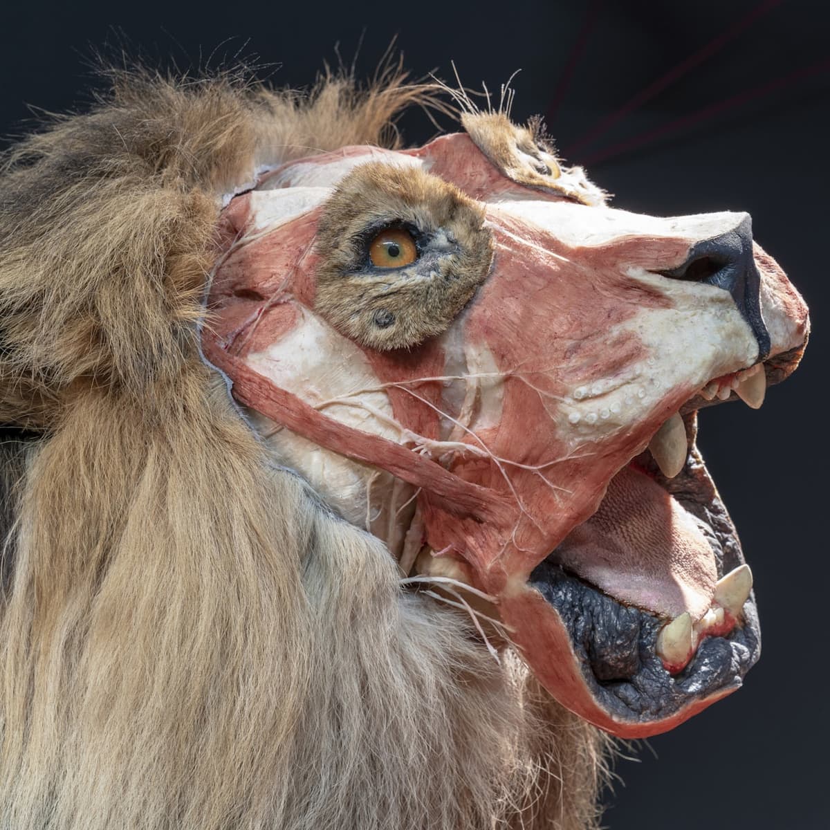 BODY WORLDS Berlin