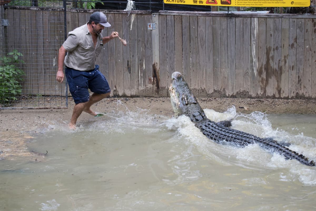 Hartley's Crocodile Adventures
