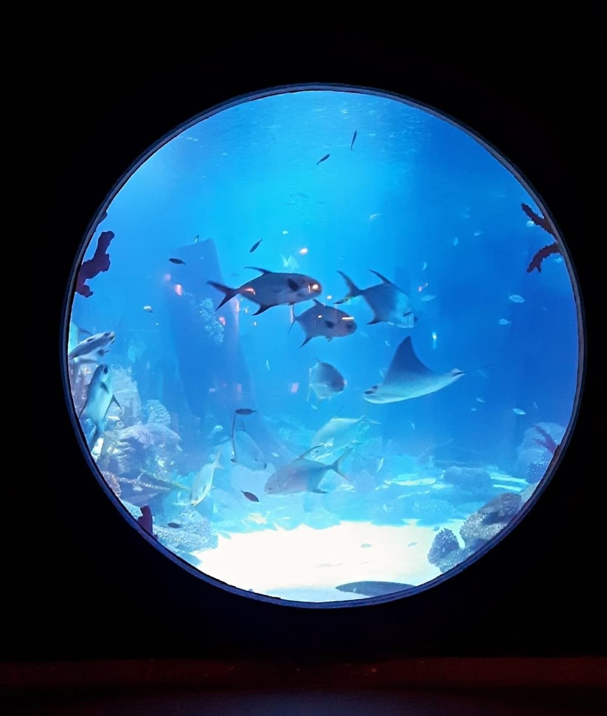 Emaar Aquarium and Underwater Zoo Ticket