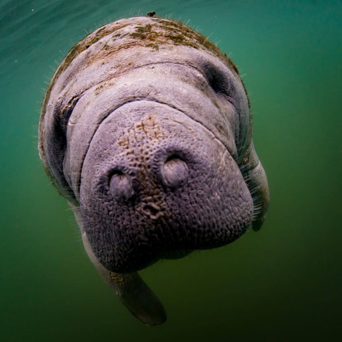 Florida Nature Coast Tour: Crystal River with Manatees Snorkelling, Homosassa State Park