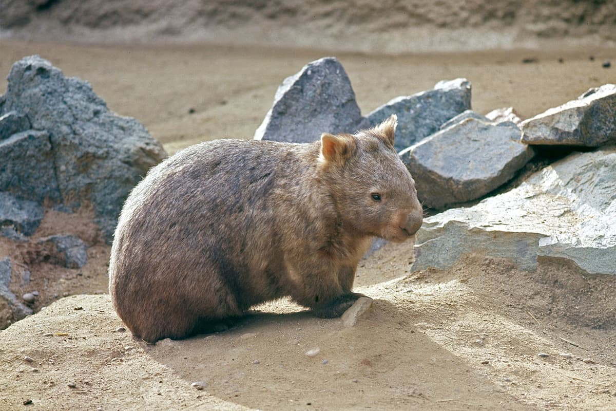 San Diego Zoo