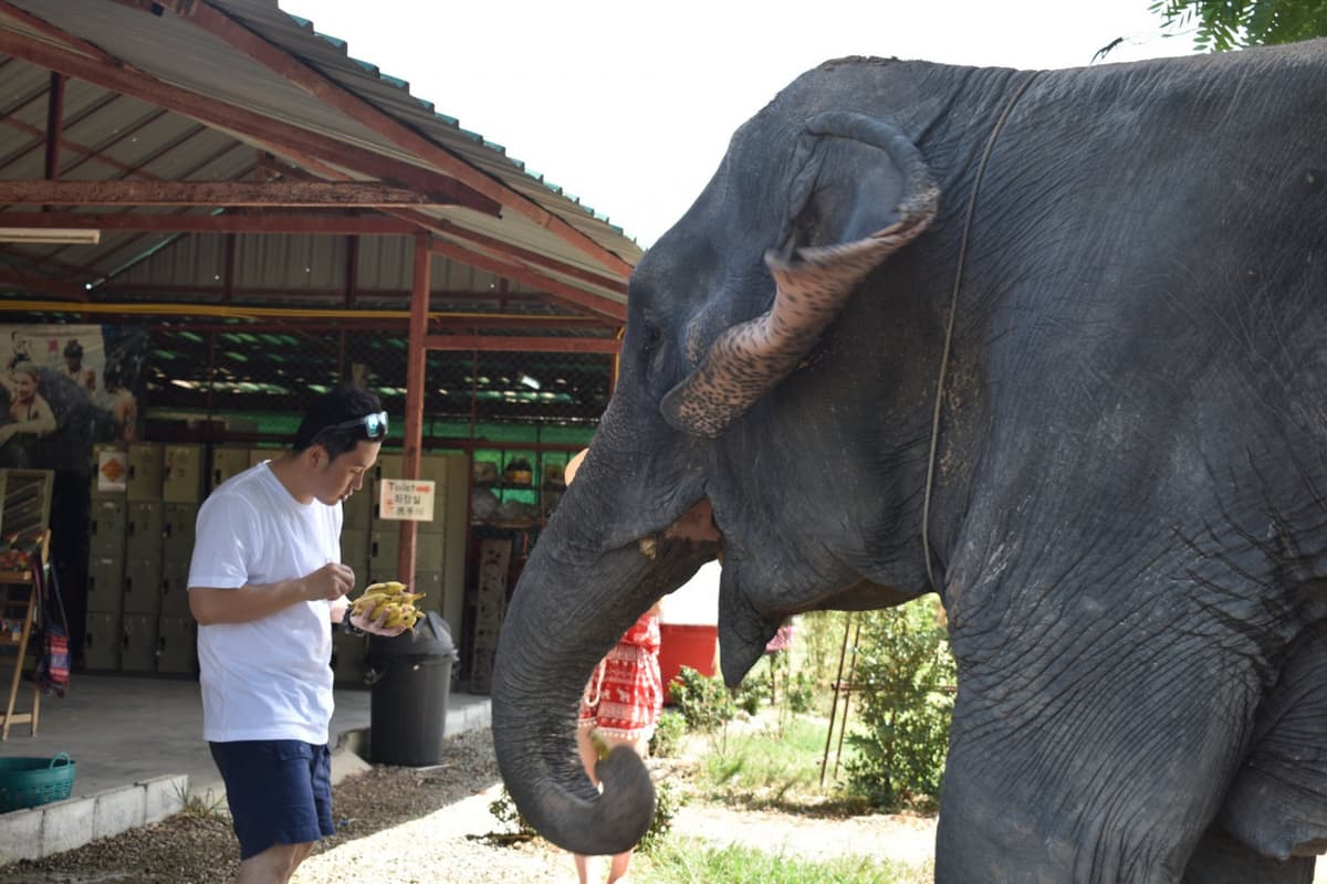 Elephant Jungle Sanctuary Pattaya