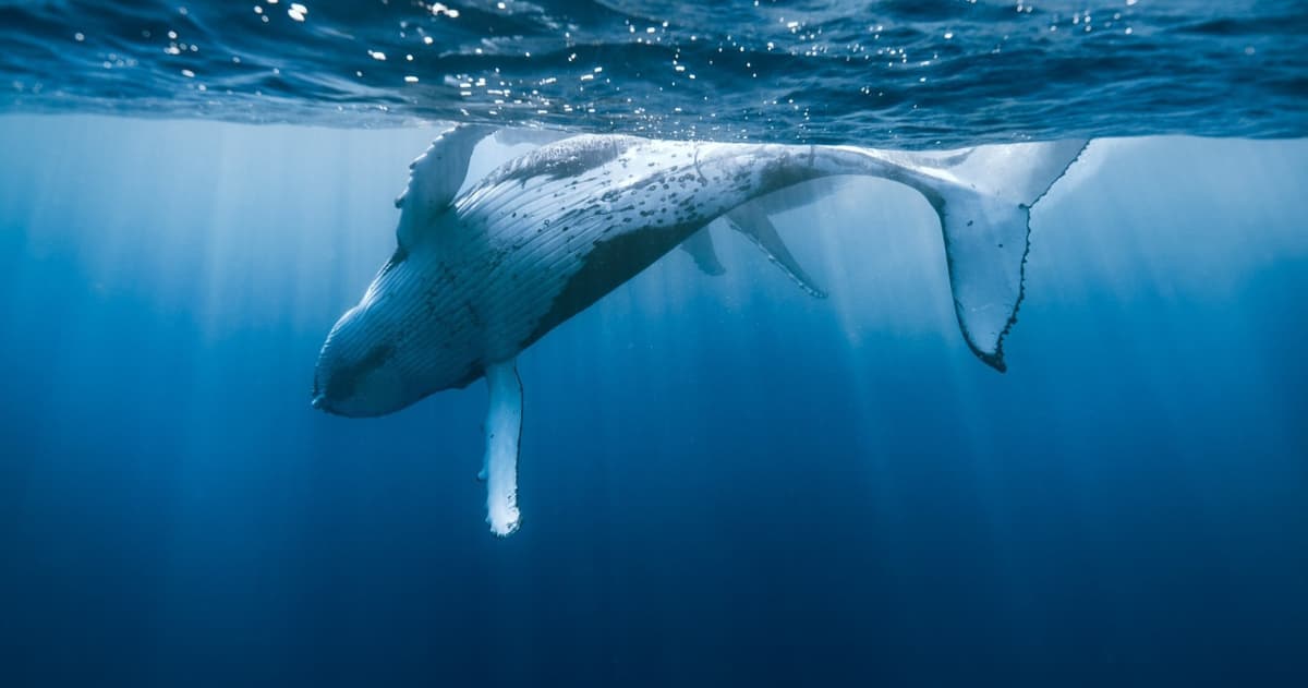 Waikiki Private Whale Watching Cruise