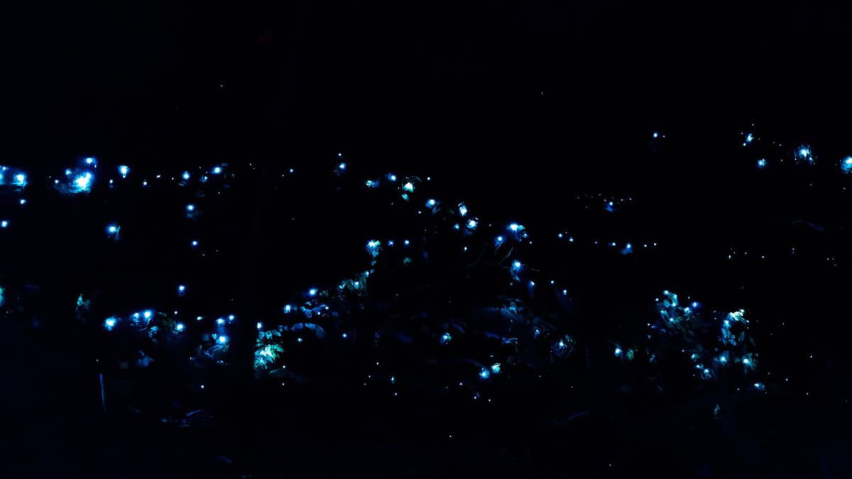 Guided Evening Rainforest Walk and Glow Worms Experience from Gold Coast