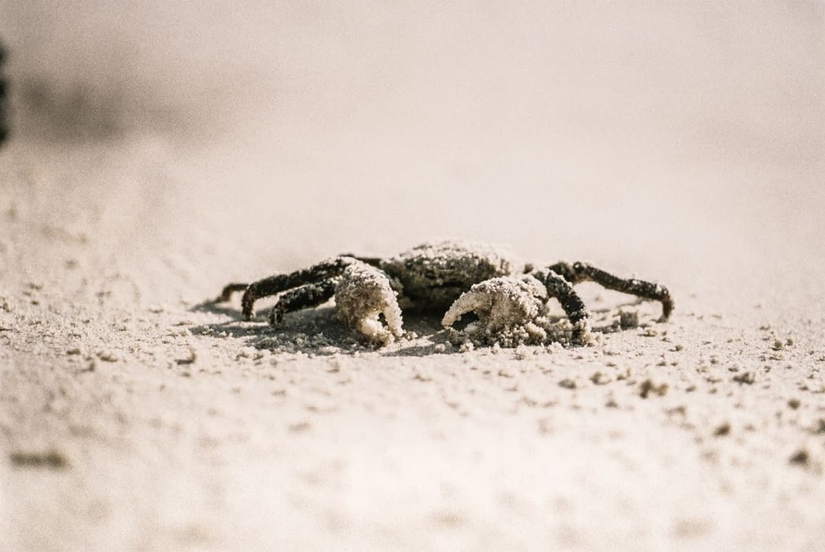 Gold Coast Crab Catching Cruise