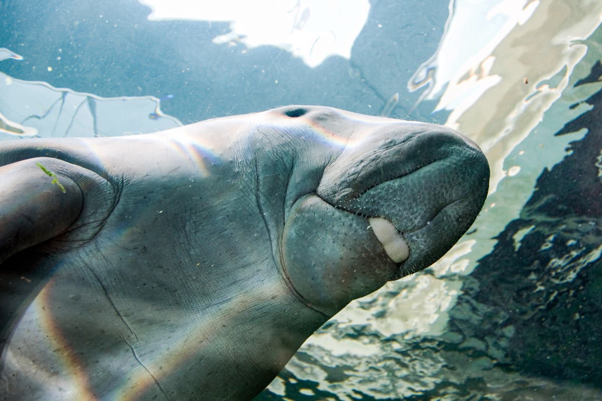 SEA LIFE Sydney Aquarium Direct Entry Ticket
