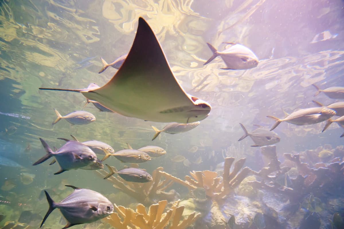 New England Aquarium Ticket