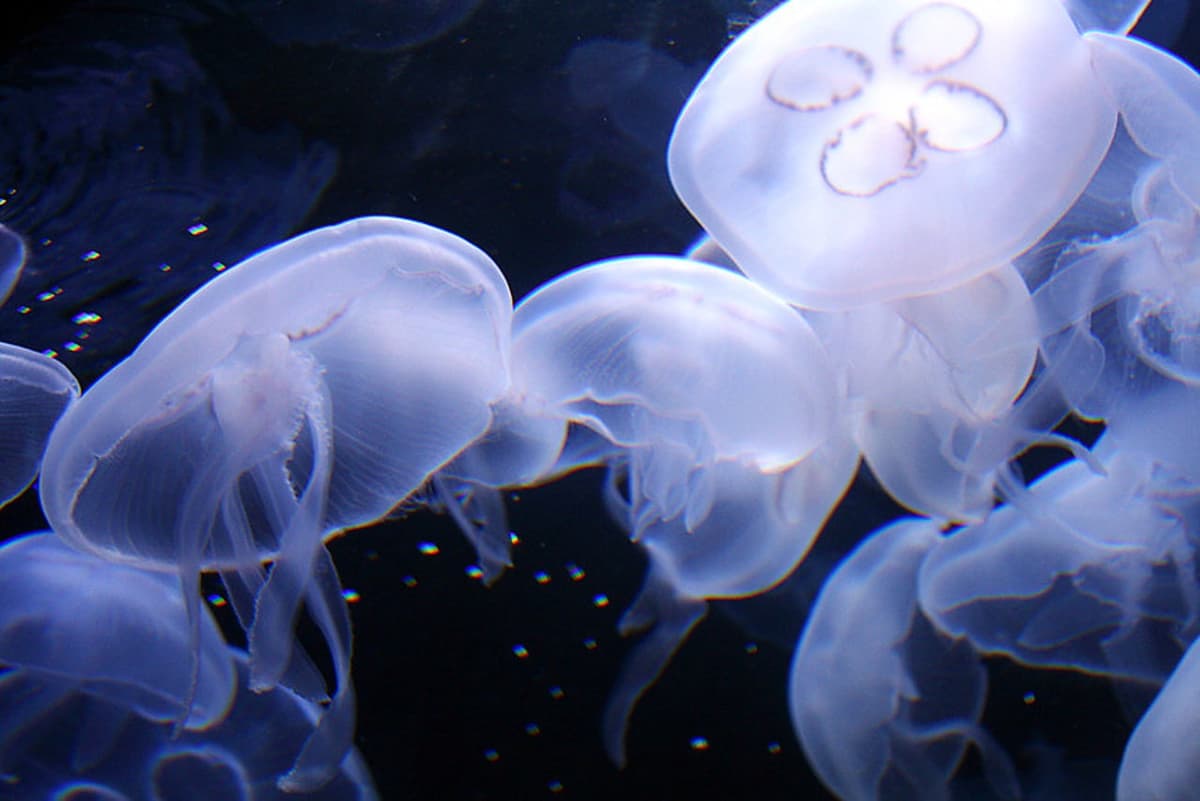 Aquarium of the Bay Ticket