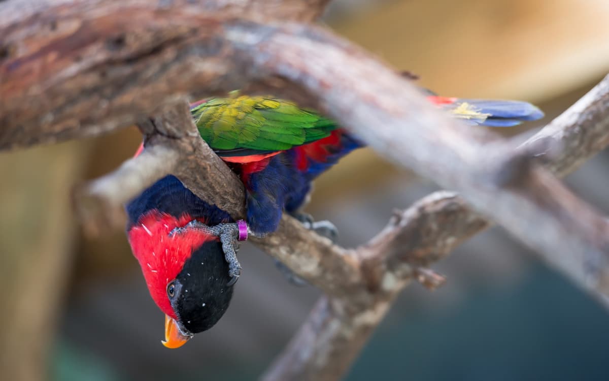 Birdworld Kuranda