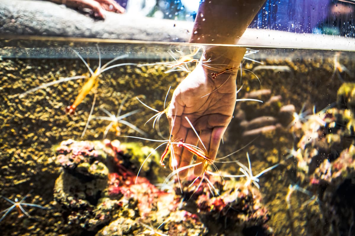 Singapore Oceanarium Ticket