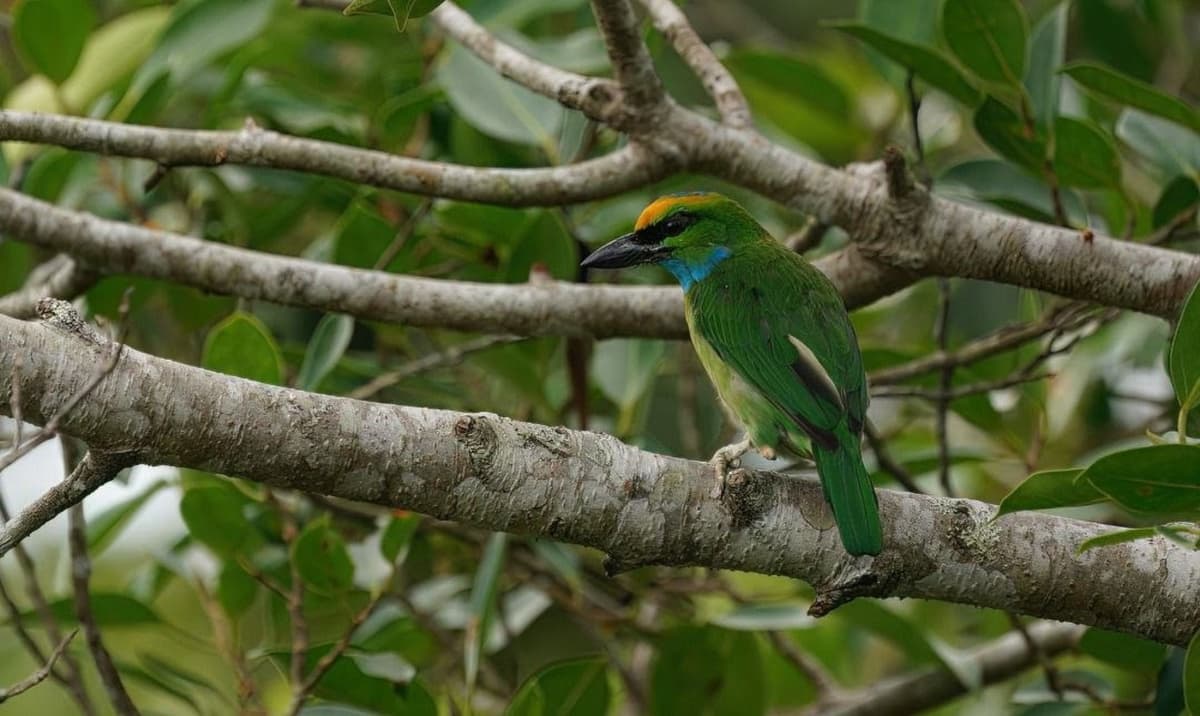 Langkawi Birdwatching Experience with Round Trip Transfer