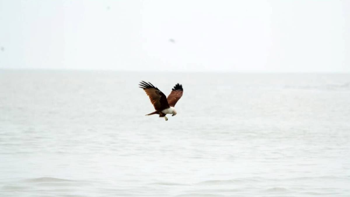Eagle Watching Experience in Kuala Selangor