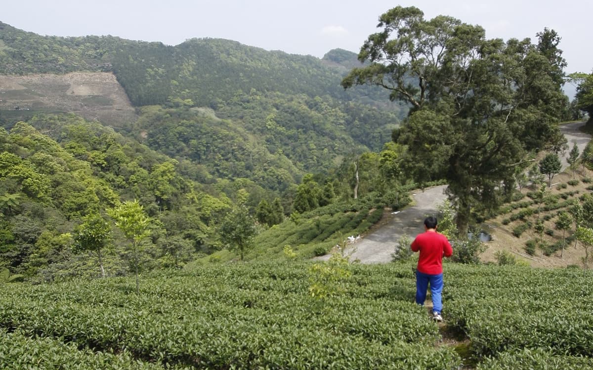 Thousand Island Lake and Pinglin Tea Plantation Tour