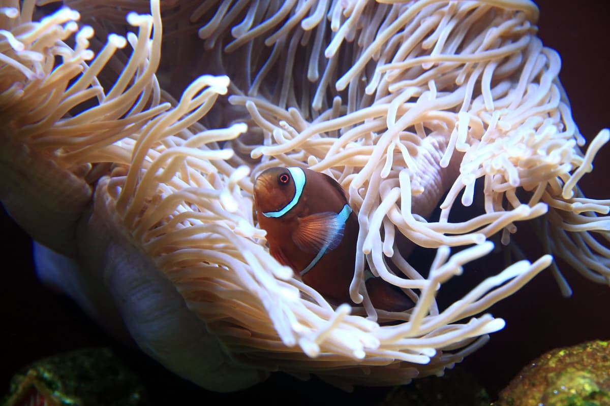 Chiang Mai Zoo Aquarium