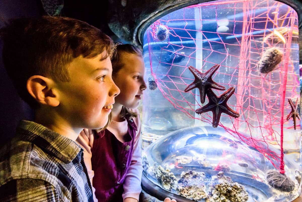 SEA LIFE Brighton Ticket