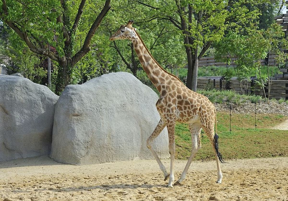 Paris Zoo (Parc Zoologique de Paris)