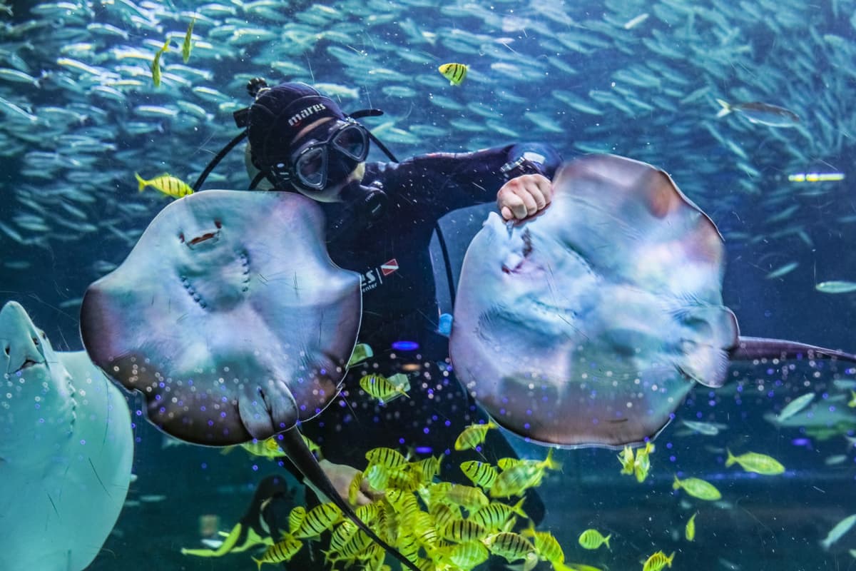 SEA LIFE COEX, Seoul Aquarium Ticket
