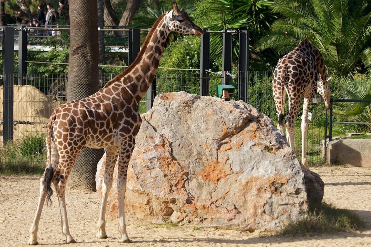 Barcelona Zoo